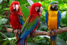 Papağanların Cinsleri ve Özellikleri Nelerdir?