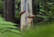 Ağaçların İnsan Psikolojisine Etkileri