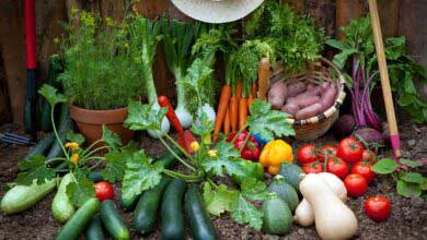 Bahçede Kolayca Sebze Yetiştirme Rehberi