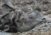 Hayvanların Kendi Kendini Tedavi Yöntemleri