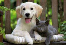 Kedi Ve Köpekler İçin Pire Kovucu Tarifler