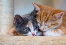 Kediler Sahibinin Hastalığını Hisseder mi?