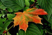 Yaprak Döken Bitkiler Nasıl Kurtarılır?